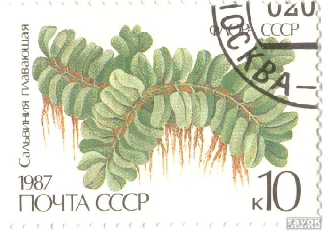 Почтовые марки СССР - флора